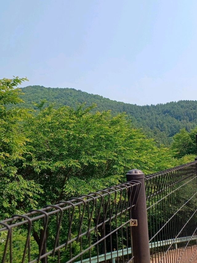 숲길 사이 공룡이 살아 숨 쉬는 듯! 실물 크기 공룡 조형물 🌳🦖