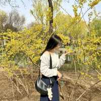 🌸꽃 피는 베이징의 봄, 공원에서 느낀 조용한 힐링🌿