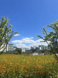 Anguk in summer