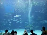夢幻光影海底世界、南美海獅秀、打卡限定周邊一次滿足！