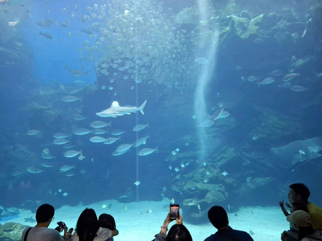 夢幻光影海底世界、南美海獅秀、打卡限定周邊一次滿足！