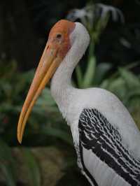 Did You Know?Your Birthday=FREE Entry To Zoo Negara!