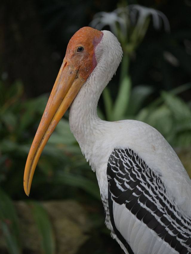 Did You Know?Your Birthday=FREE Entry To Zoo Negara!