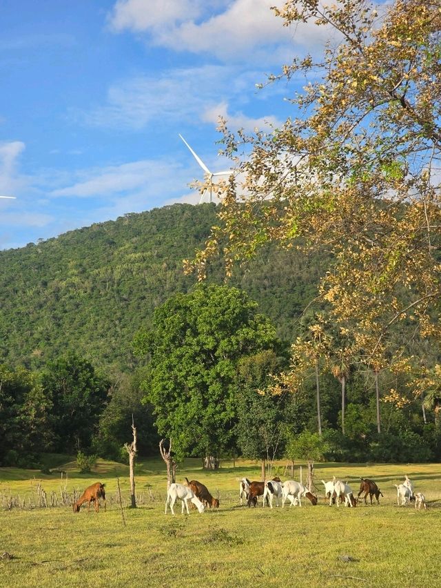 ทุ่งกังหัน สระบุรี New Landmark🐐