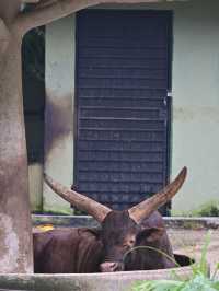 KL Wild Side: Leap Into Zoo Negara’s Jungle Adventure 