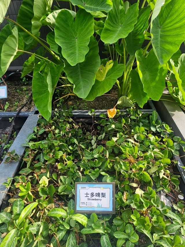 喺繁華嘅石屎森林中,有機會走入大自然,絕對可以令人身心放鬆
