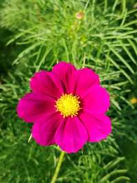 Floral Path Welcomes Visitors