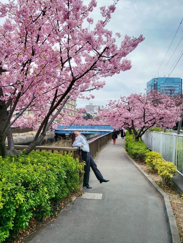 พิกัดชมซากุระ ในโตเกียว เดือนกุมภาพันธ์
