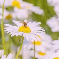 Solo Daydream at Yookbaek Majigi’s Daisy Field: Seoul’s Secret Flower Fantasy** 🌼✨