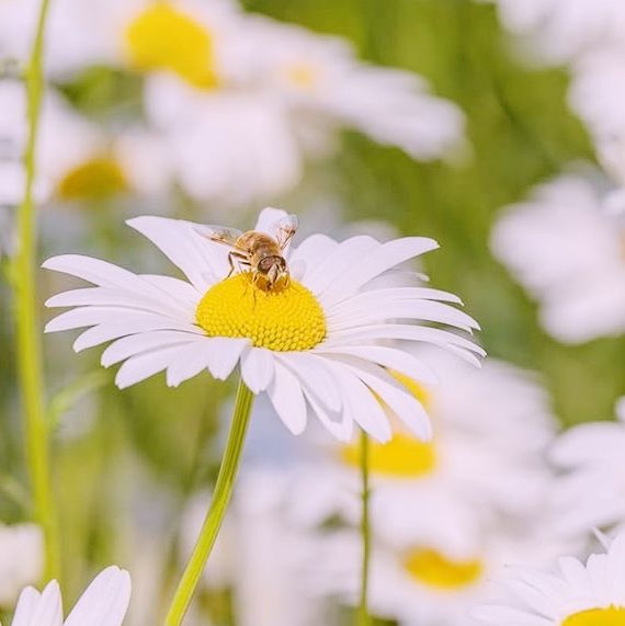 Solo Daydream at Yookbaek Majigi’s Daisy Field: Seoul’s Secret Flower Fantasy** 🌼✨
