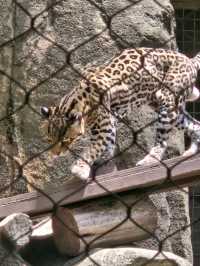 Houston Zoo