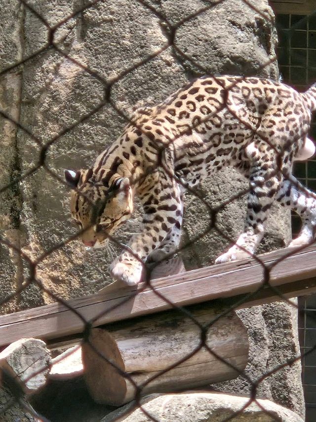 Houston Zoo
