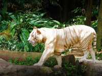 🦁 Singapore Zoo — A Wild Day in a Rainforest Wonderland