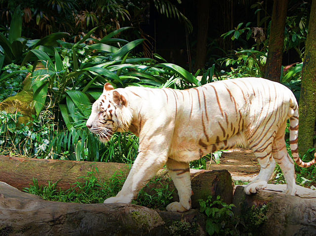 🦁 Singapore Zoo — A Wild Day in a Rainforest Wonderland