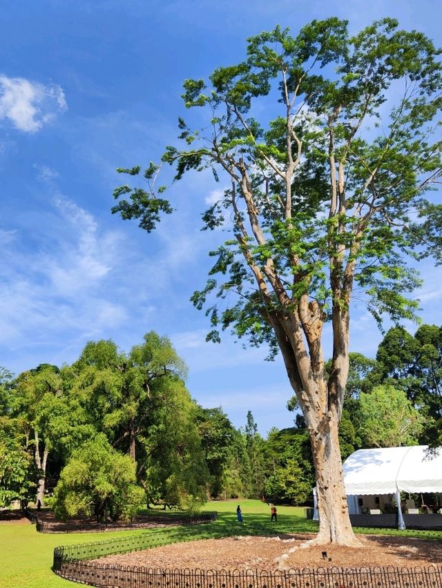 Botanic Garden in Singapore