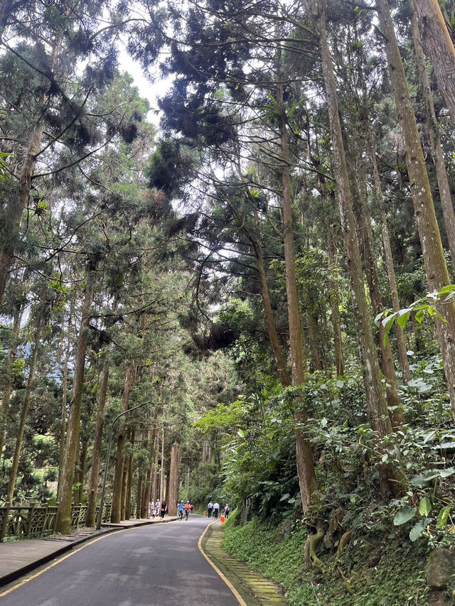 📘旅人手札｜跟著螢火蟲走進森林的祕密世界：溪頭福華漢光樓之旅