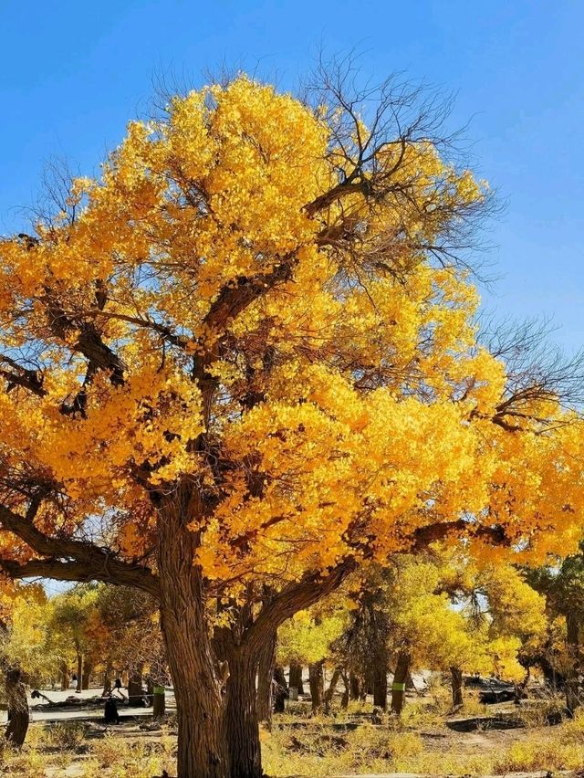 Golden Trees & Desert Vibes. Ejin Banner Totally Blew My Mind