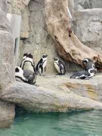 Meet Cute Animals at Begonia Bird Park