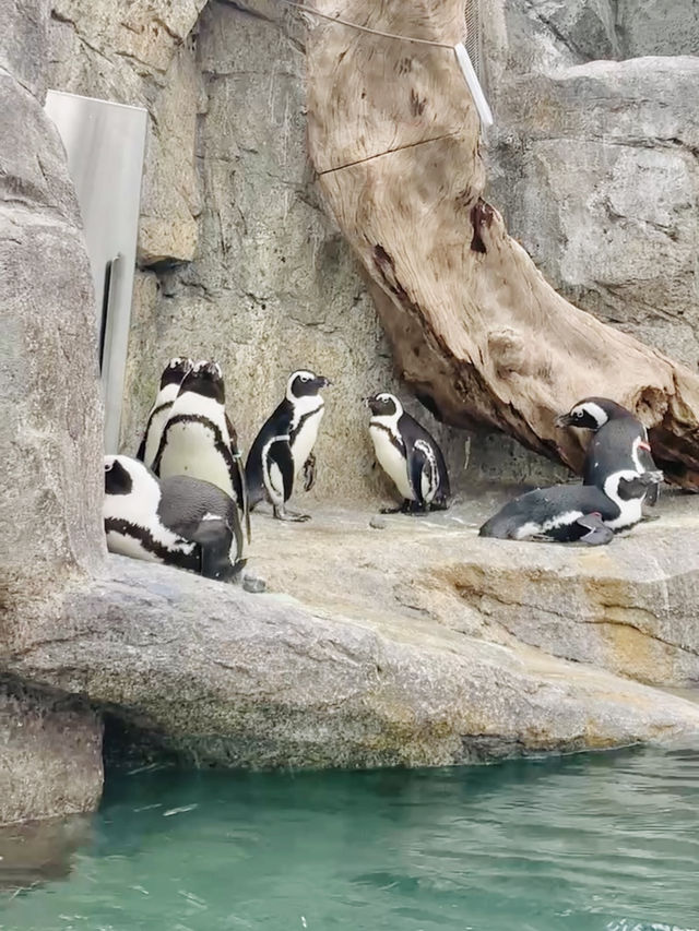 Meet Cute Animals at Begonia Bird Park