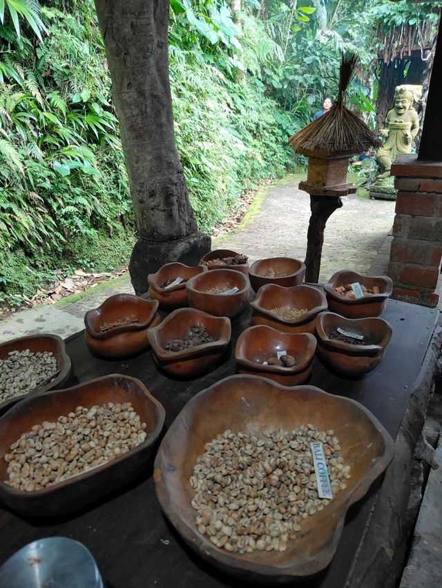 ☕ From Civet to Cup: The Luwak Coffee Journey Unfolds