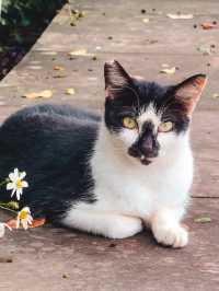 瑞芳區🧳台北熱門郊區一日遊選擇! 探訪貓貓🐱和欣賞美景