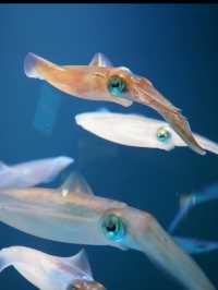 🐠海響館｜フグの街・下関ならではのユニークな水族館体験！