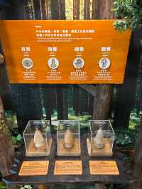 出國前最後一站也能充滿森林療癒🍃桃園機場「木育森林候機室」
