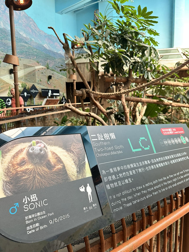 終於第一次見到香港龍鳳胎😍🐼