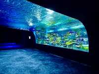 沖繩🇯🇵 DMM Kariyushi水族館