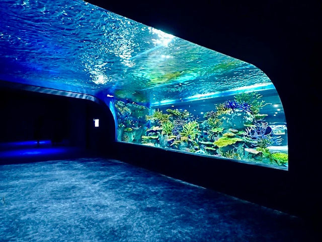 沖繩🇯🇵 DMM Kariyushi水族館