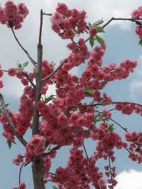 Springtime Magic in Li Jiang – A Dreamy April Escape