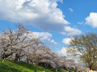 Kansai's Premier Cherry Blossom Sea - A Spring Stroll at Sewari-tei