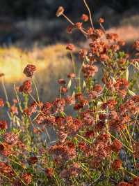 Pinnacles National Park