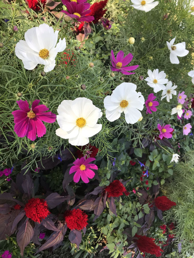 秋の横浜でコスモス＆おしゃれ散歩🌸✨
