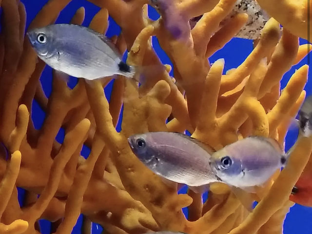 Acquario di Genova (Genoa)