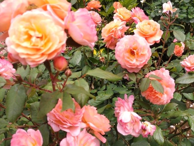 薔薇と紫陽花の季節に横浜女子旅