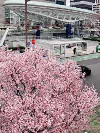 🌸나고야 여행 꿀팁 & 필수 코스