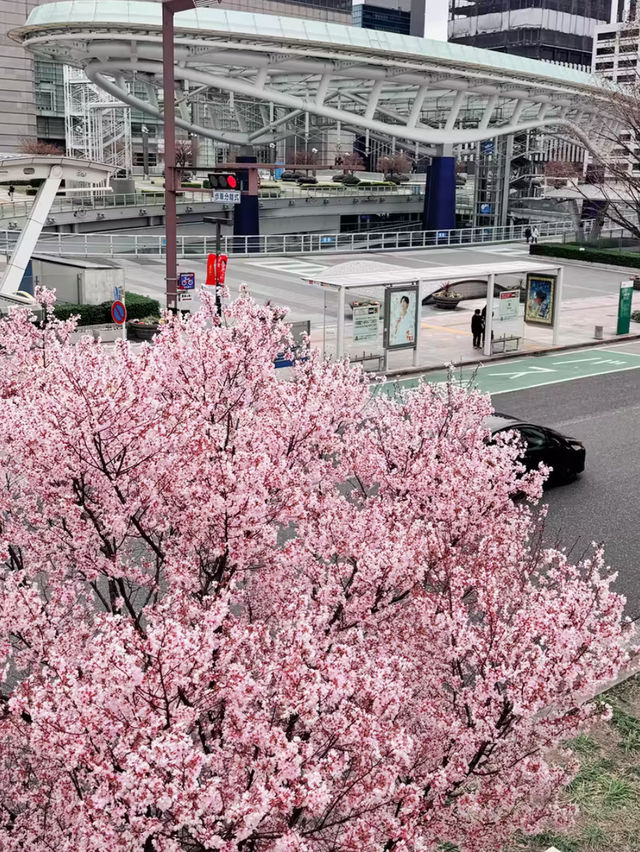 🌸나고야 여행 꿀팁 & 필수 코스