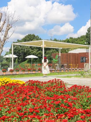 (Real-time) A Cheongju cafe filled with chrysanthemums, welcoming the arrival of fall❤️