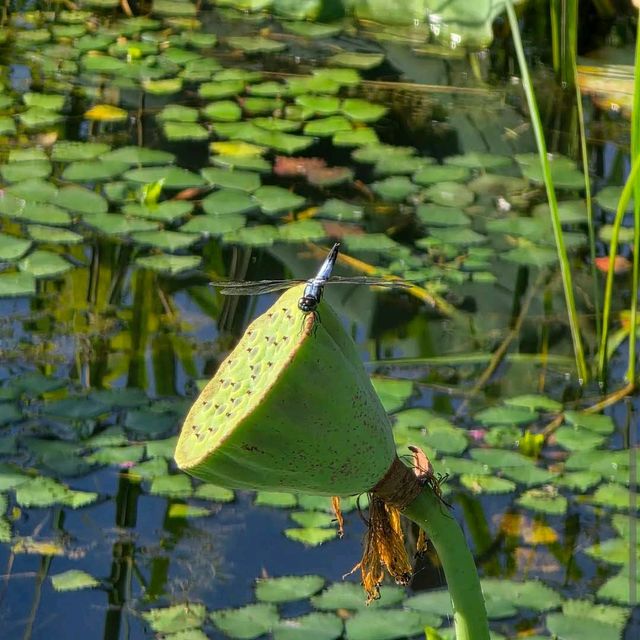 경주 서출지(Seochulji Pond, 西出池) 경주 서출지(Seochulji Pond, 西出池)