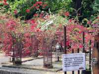 高雄橋頭糖廠