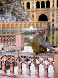 MONKEY TEMPLE
