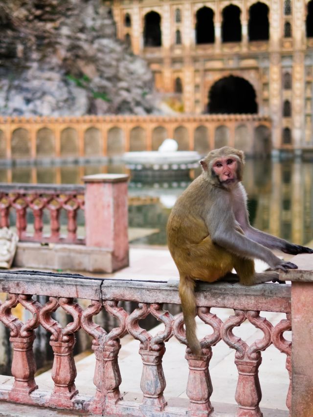 MONKEY TEMPLE