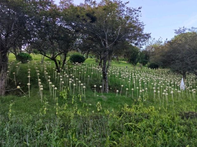 十里藍山綠意跟藍天 十里藍山綠意跟藍天