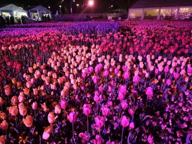 🌹Floriade Nightfest🌹