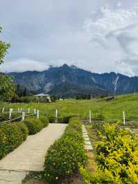 Cow Walks & Flower Blooms: A Hidden Gem at Desa Farm