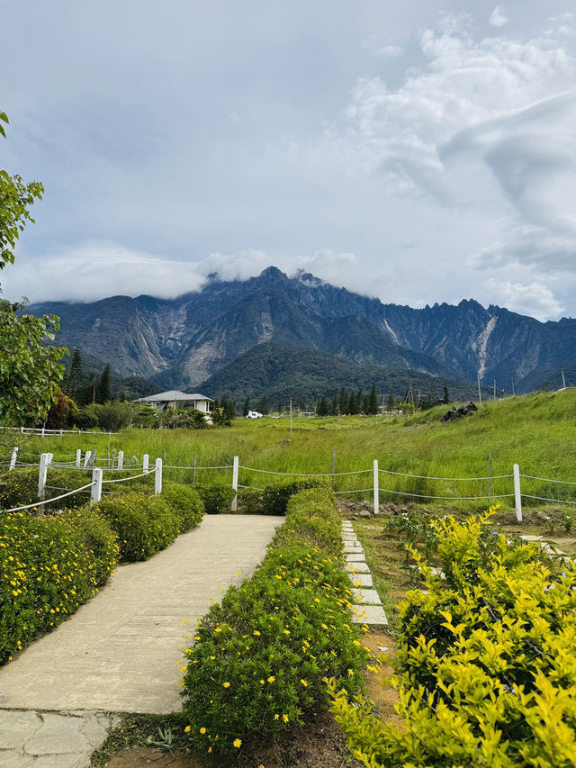 Cow Walks & Flower Blooms: A Hidden Gem at Desa Farm