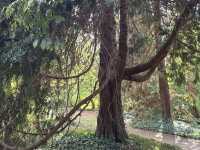 Arboretum Kalmthout