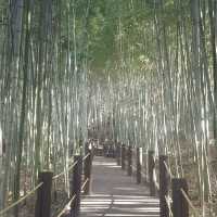 Halla Arboretum, Jeju Island,S.Korea