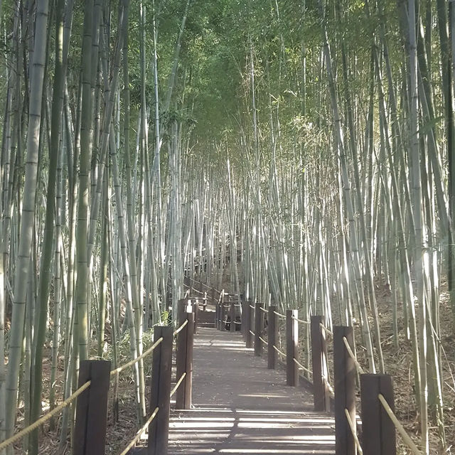Halla Arboretum, Jeju Island,S.Korea